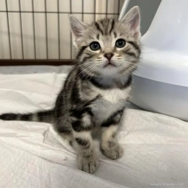 ID:2209-01418の子猫