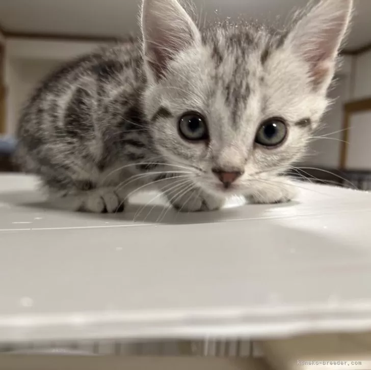 ID：2403-00967の子猫