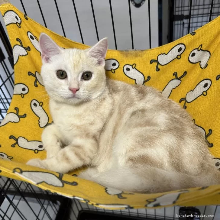 ID：2409-01128の子猫