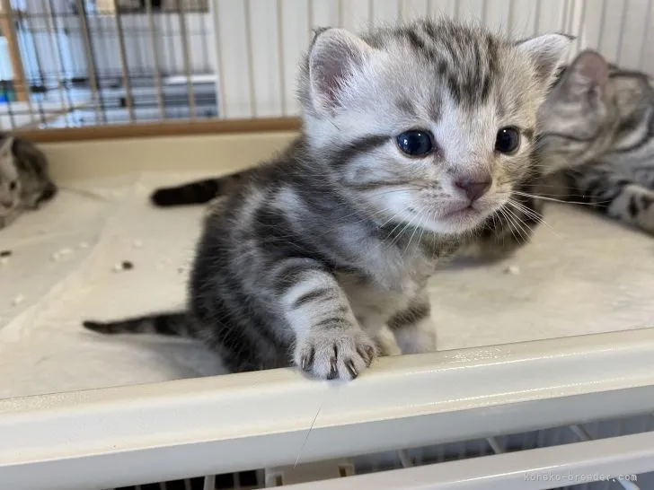 ID：2205-02386の子猫