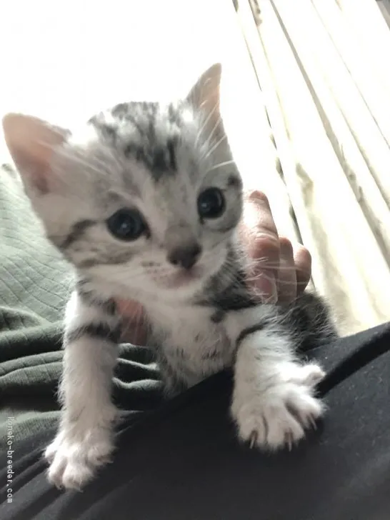 ID：2003-01025の子猫