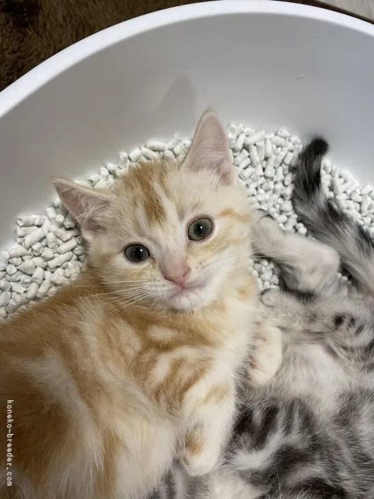 ID：2202-01470の子猫