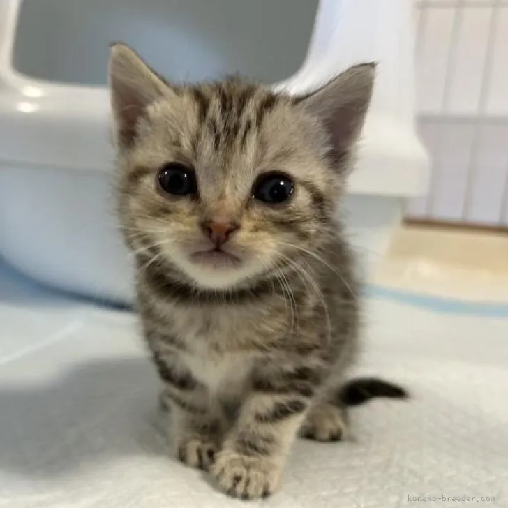 ID:2302-01502の子猫
