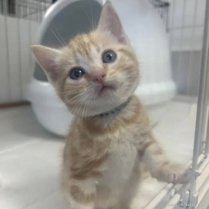 ID:2302-01537の子猫
