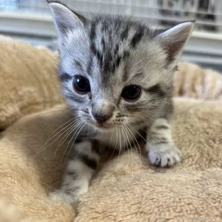 ID：2404-00435の子猫