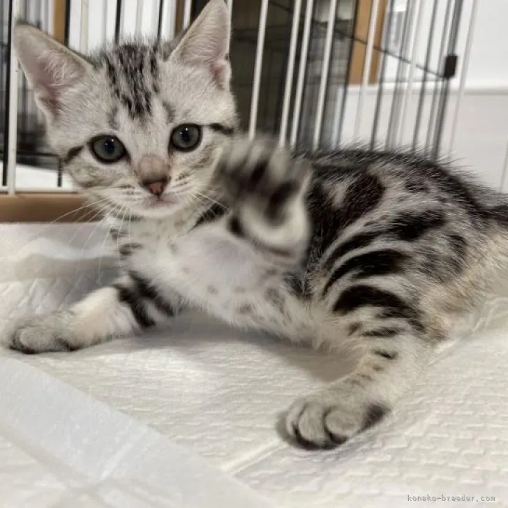 ID：2209-01411の子猫
