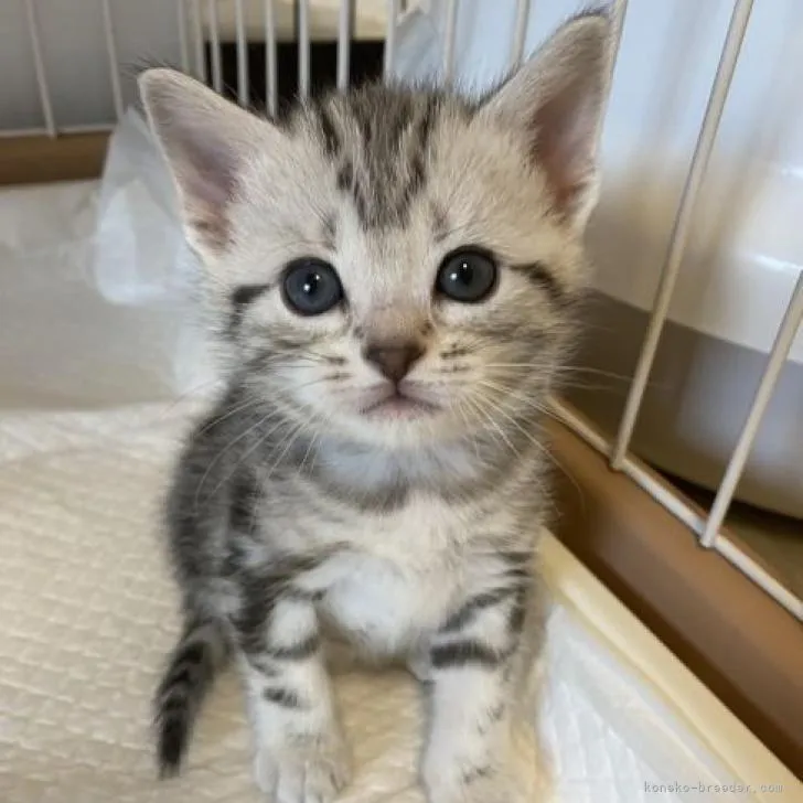 ID:2209-01419の子猫