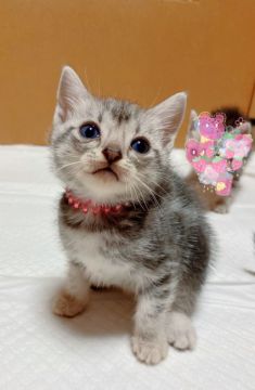 アメリカンショートヘア【東京都・女の子・2020年9月17日・ブルーシルバータビー】の写真「元気な女の子！」