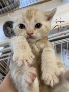 アメリカンショートヘア【東京都・男の子・2022年1月15日・クリームカメオタビー】の写真「懐っこく可愛い子」