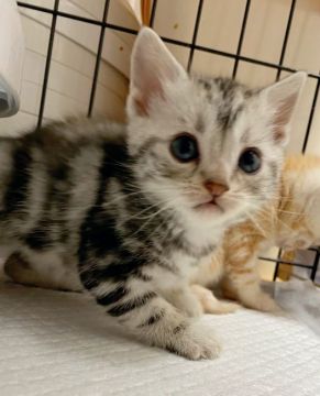 アメリカンショートヘア【東京都・女の子・2020年10月7日・シルバーパッチドタビー】の写真「シルバータビーに見えるパッチドさん」