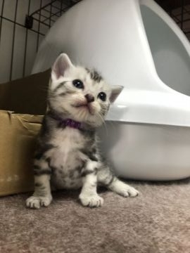 アメリカンショートヘア【東京都・男の子・2018年9月23日・シルバータビー】の写真「綺麗なシルバーで毛もふかふか！」
