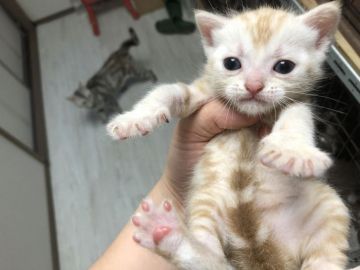 アメリカンショートヘア【東京都・男の子・2019年5月26日・カメオタビー】の写真「綺麗な色合いのカメオタビー」