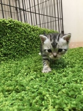 アメリカンショートヘア【東京都・男の子・2017年7月16日・シルバータビー】の写真「コロコロ可愛く成長中！」