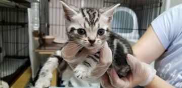 アメリカンショートヘア【東京都・男の子・2019年5月10日・シルバータビー】の写真「コロコロ転がり、走り、元気いっぱい！」