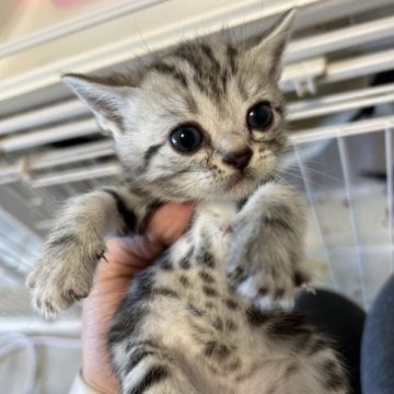 アメリカンショートヘア【東京都・女の子・2023年2月20日・シルバータビー】の写真「綺麗な柄♡」