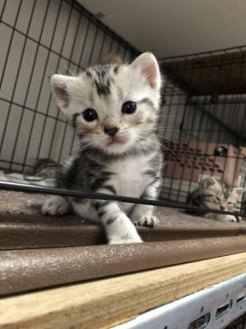 アメリカンショートヘア【東京都・男の子・2018年6月21日・シルバータビー】の写真「綺麗なシルバーの次男くん」