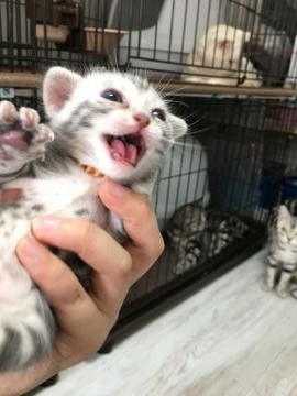 アメリカンショートヘア【東京都・女の子・2017年8月21日・ブルータビー】の写真「少しづつ成長し、どんどん可愛くなります」