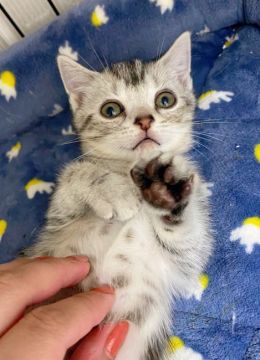 アメリカンショートヘア【東京都・男の子・2020年9月24日・シルバータビー】の写真「美形な顔立ち！」