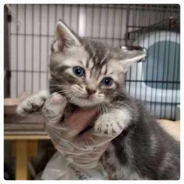 アメリカンショートヘア【東京都・男の子・2019年5月10日・ブルータビー】の写真「甘えん坊が多いブルータビー」