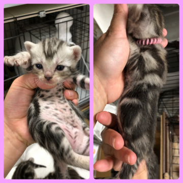 アメリカンショートヘア【東京都・女の子・2018年9月23日・シルバータビー】の写真「可愛さ満点な女の子」