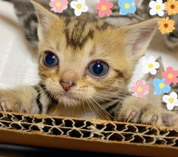 アメリカンショートヘア【東京都・女の子・2020年9月24日・ブラウンタビー】の写真「愛くるしい顔で可愛さ満点！」