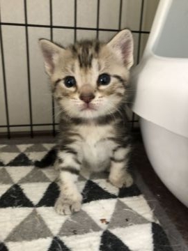 アメリカンショートヘア【東京都・男の子・2018年6月21日・シルバータビー】の写真「つぶらな瞳が可愛い長男くん」