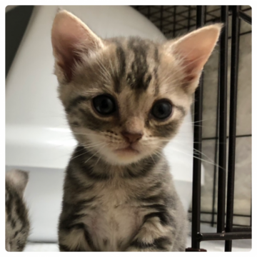 アメリカンショートヘア【東京都・女の子・2019年8月19日・シルバータビー】の写真「小柄な女の子です(^^)」