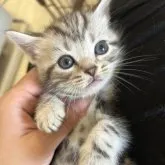 アメリカンショートヘア【東京都・男の子・2023年8月29日・シルバータビー】の写真1