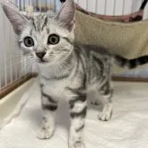 アメリカンショートヘア【東京都・女の子・2023年5月20日・シルバータビー】の写真1