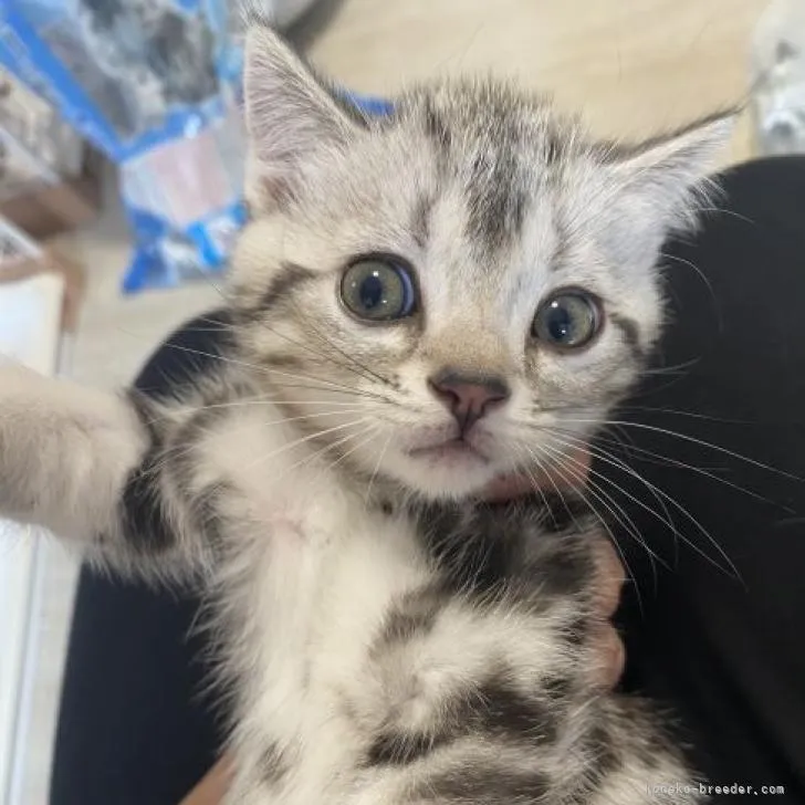 ID：2207-03193の子猫