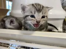 アメリカンショートヘア【東京都・男の子・2022年5月1日・シルバータビー】の写真2