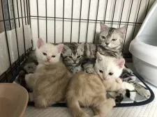 アメリカンショートヘア【東京都・男の子・2019年12月23日・シルバータビー】の写真4