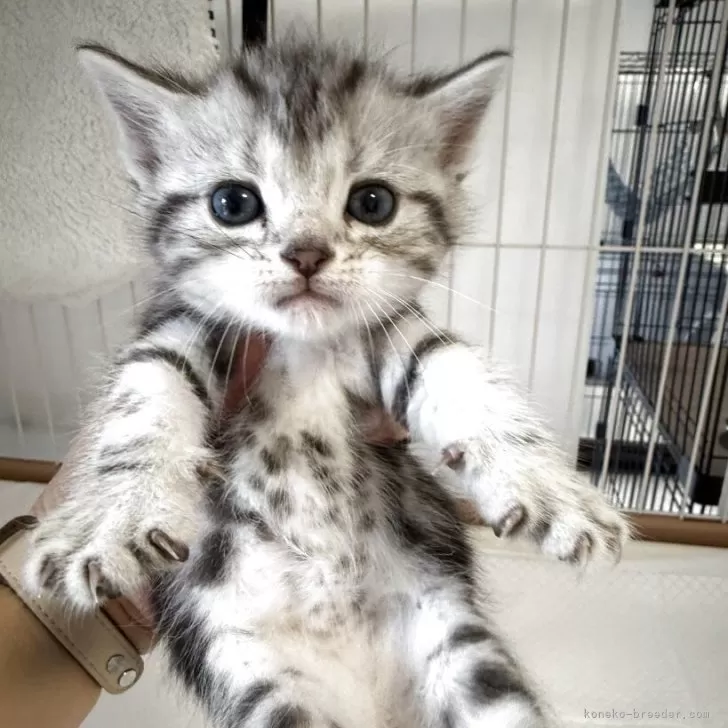 ID:2506-00167の子猫