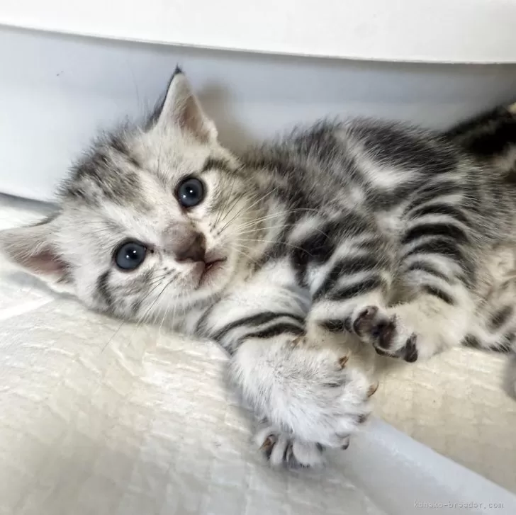 ID:2508-02072の子猫