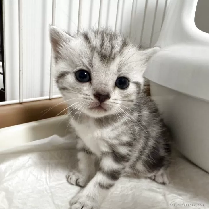 ID:2504-03327の子猫