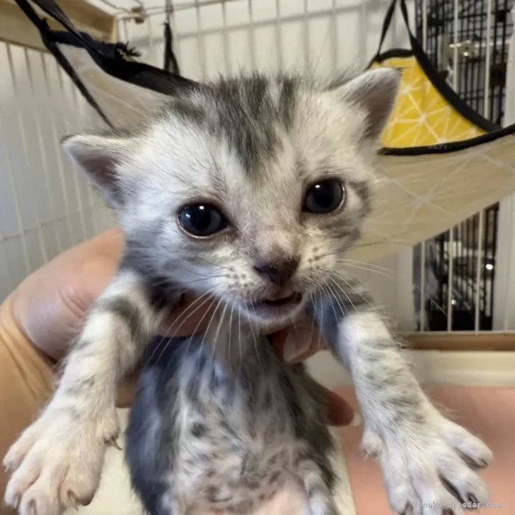 ID:2502-01966の子猫