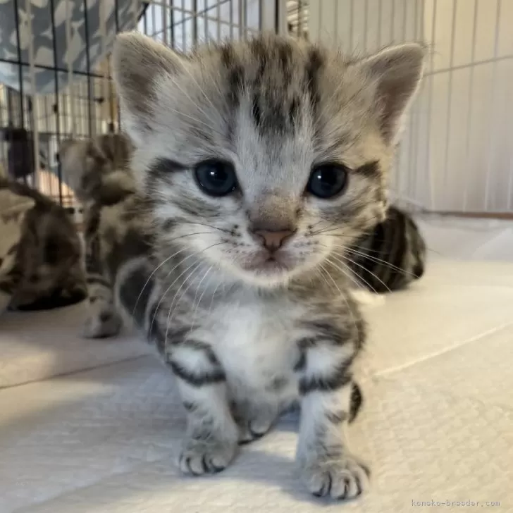 ID:2502-02170の子猫