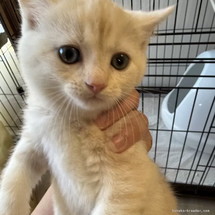 ID：2501-01312の子猫