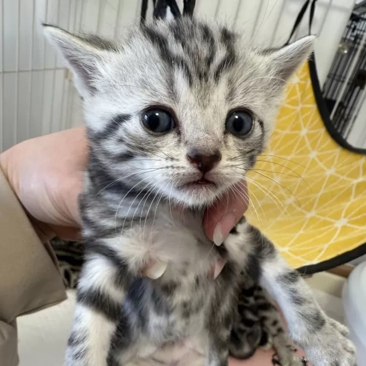 K 様のお迎えした子猫