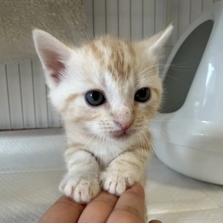ID：2509-02169の子猫