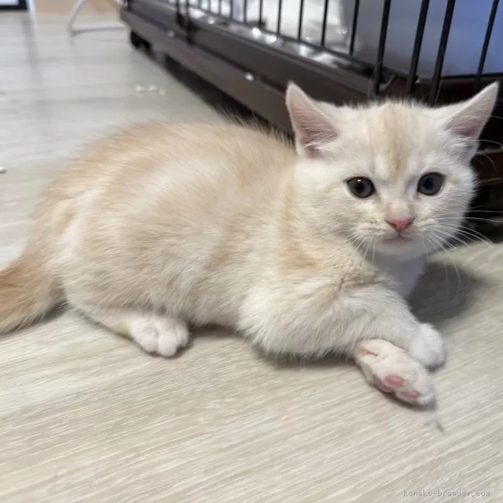 ID:2501-01310の子猫