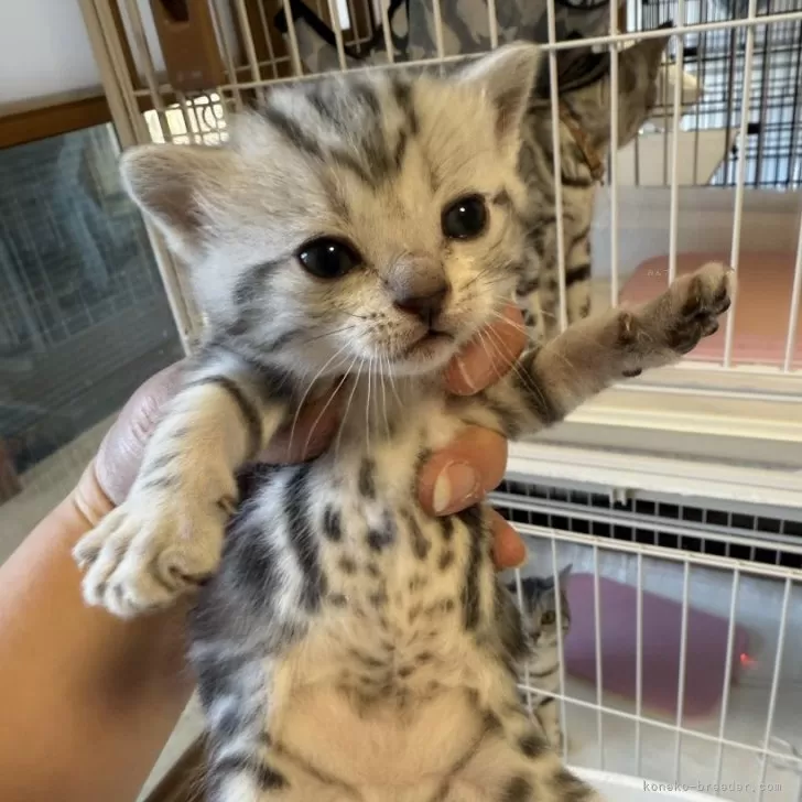ID:2502-02180の子猫