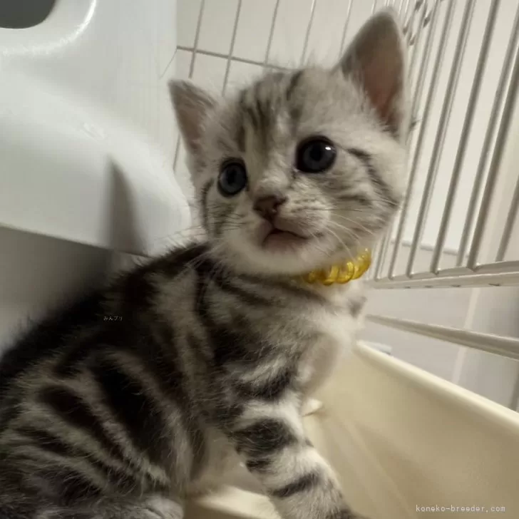 ID:2502-00703の子猫