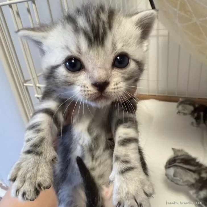 H.I 様のお迎えした子猫
