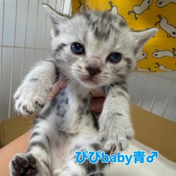 アメリカンショートヘア【東京都・男の子・2025年10月7日・シルバータビー】の写真「綺麗な柄、愛らしいお顔♡首輪青」