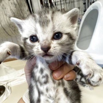 アメリカンショートヘア【東京都・男の子・2025年7月30日・シルバータビー】の写真「バランスの良い柄♡首輪黄緑」