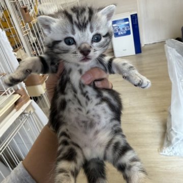 アメリカンショートヘア【東京都・男の子・2025年10月15日・シルバータビー】の写真「濃いめの柄、可愛いお目目」