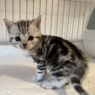 アメリカンショートヘア【東京都・男の子・2025年10月30日・シルバータビー】の写真「綺麗な毛色に、可愛いお顔」