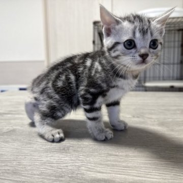 アメリカンショートヘア【東京都・女の子・2025年10月7日・シルバータビー】の写真「ぽてぽてボディと愛らしいお顔♡首輪オレンジ」