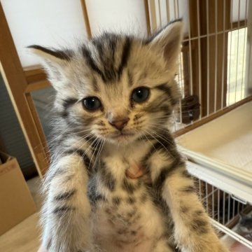 アメリカンショートヘア【東京都・男の子・2025年10月30日・シルバータビー】の写真「ふさふさでほんのり茶色の毛が可愛い」